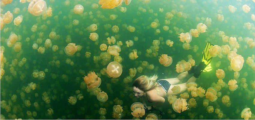 lan biển ở palau