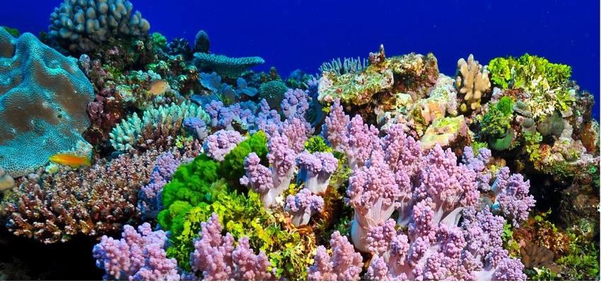 vé máy bay đến New Caledonia